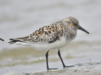 sanderling BRD7730.JPG