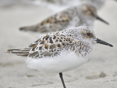 sanderling BRD7742.JPG