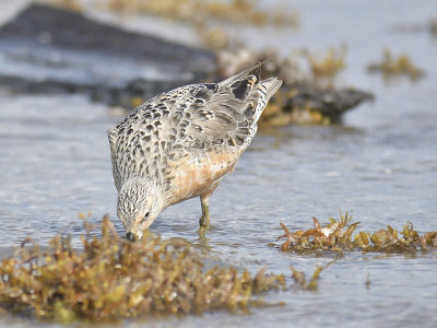 red knot BRD8022.JPG