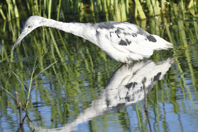 little blue heron BRD8939.JPG