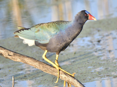 purple gallinule BRD8913.JPG