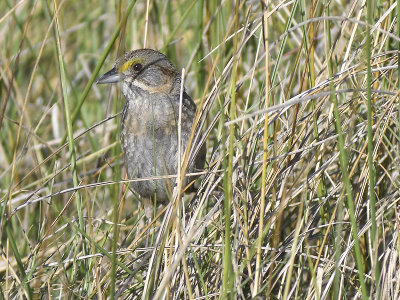 seaside sparrow BRD9029.JPG