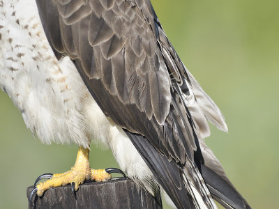 swainson's hawk BRD9008.JPG