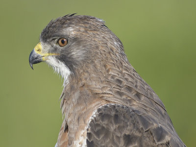 swainson's hawk BRD9021.JPG