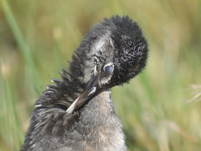 clapper rail BRD8394.JPG