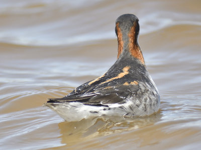 red-necked phalarope BRD8669.JPG