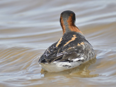 red-necked phalarope BRD8690.JPG