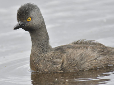 least grebe BRD9373.JPG