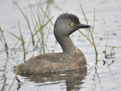 least grebe BRD9401.JPG