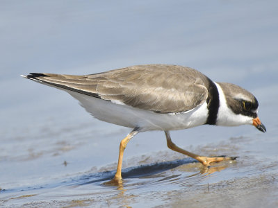 1170f_semipalmated_plover