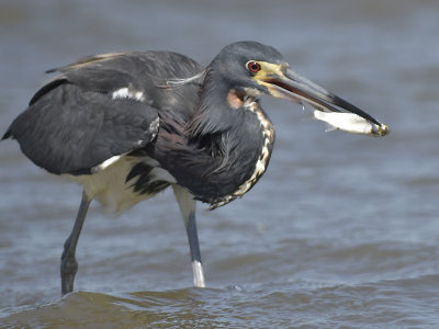 tricolored heron BRD9706.JPG