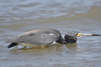 tricolored heron BRD9720.JPG