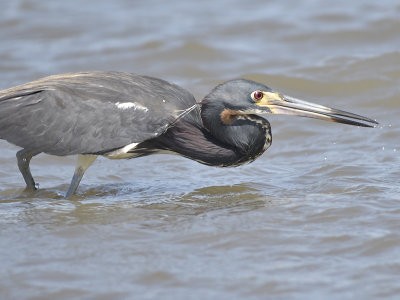 tricolored heron BRD9721.JPG