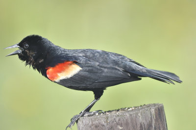 red-winged blackbird BRD0019.JPG