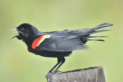 red-winged blackbird BRD0022.JPG