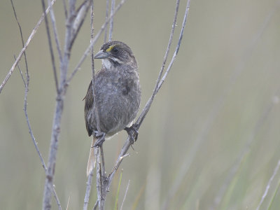 seaside sparrow BRD0002.JPG
