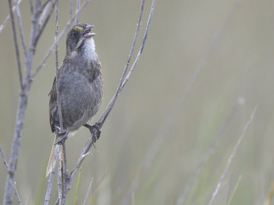 seaside sparrow BRD9999.JPG