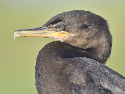 neotropic cormorant BRD9981.JPG