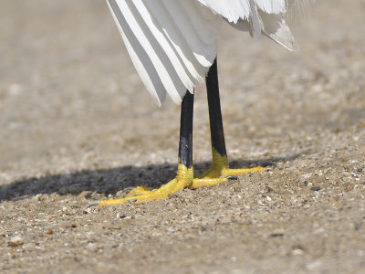 snowy egret BRD0026.JPG
