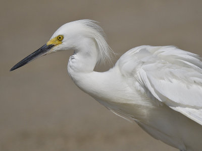 snowy egret BRD0030.JPG