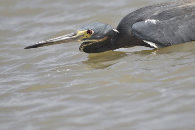 tricolored heron BRD0565_01.JPG