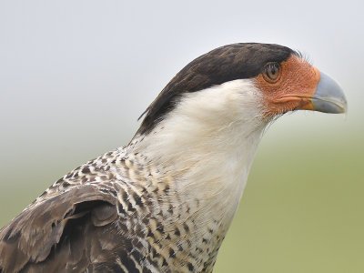 crested caracara BRD0572.JPG