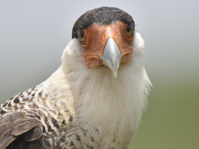 crested caracara BRD0577_01.JPG