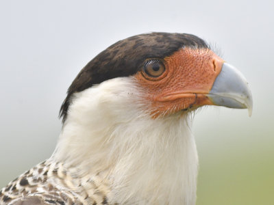 crested caracara BRD0580.JPG