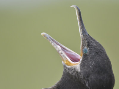 neotropic cormorant BRD0590_01.JPG