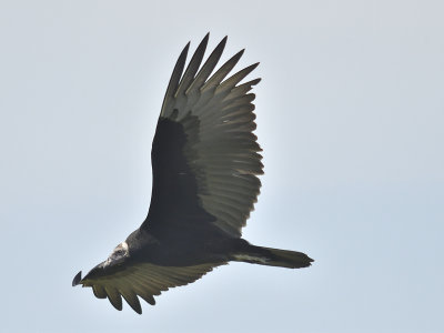 turkey vulture BRD2495.JPG