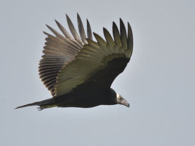 turkey vulture BRD2510.JPG