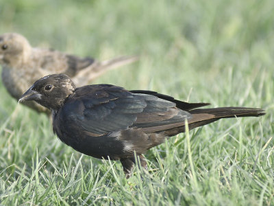 brown-headed cowbird BRD2570.JPG