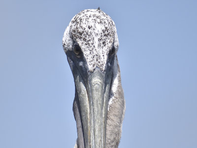 brown pelican BRD2750.JPG
