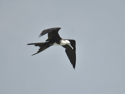 magnificent frigatebird BRD2784.JPG