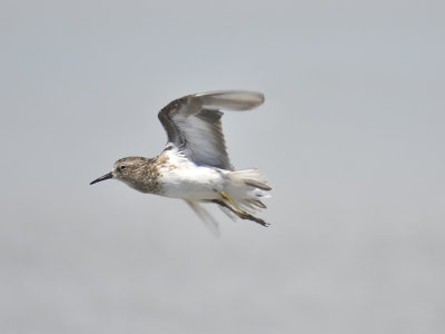 least sandpiper BRD2838.JPG