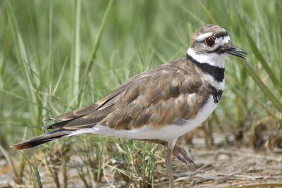 killdeer BRD3123.JPG