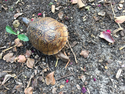 box turtle IMG 1088.JPG