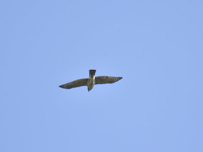 sharp-shinned hawk BRD3163.JPG