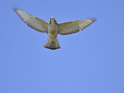 broad-winged hawk BRD3201.JPG