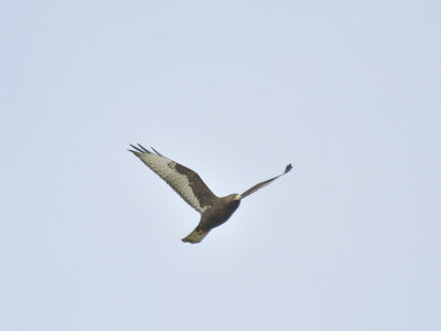 broad-winged hawk dark BRD3555.JPG