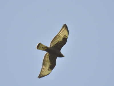 broad-winged hawk dark BRD3708.JPG