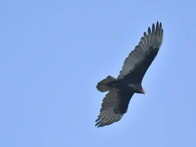 turkey vulture BRD3999.JPG