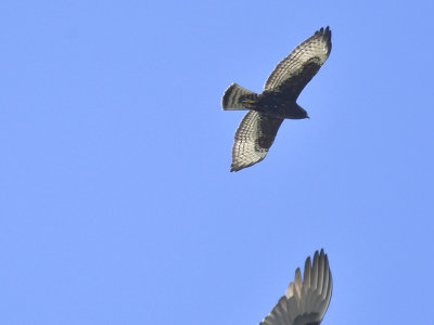 broad-winged hawk dark BRD4029.JPG
