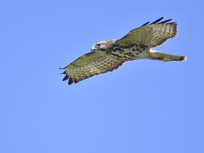 broad-winged hawk BRD4313.JPG