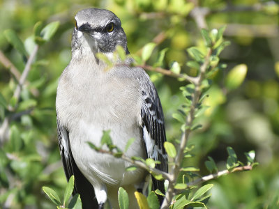 northern mockingbird BRD4370.JPG