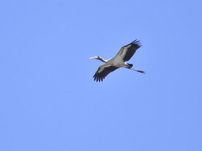 wood stork BRD4721.JPG