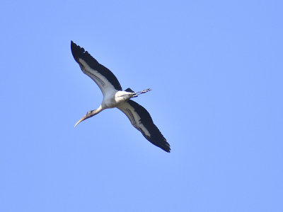 wood stork BRD4899.JPG