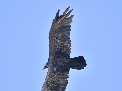 turkey vulture BRD4674.JPG