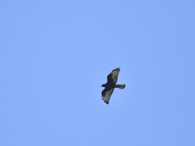 broad-winged hawk dark BRD4846.JPG