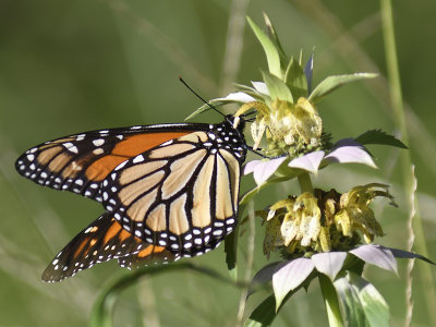 monarch butterfly BRD5415.JPG